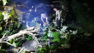 Hujan Deras, Pohon Jati Perhutani Tumbang Tutupi Jalan Raya Purwoharjo–Tegaldlimo