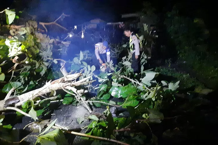 hujan-deras,-pohon-jati-perhutani-tumbang-tutupi-jalan-raya-purwoharjo–tegaldlimo