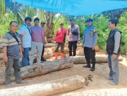 Pembalakan Liar Marak, Polhutmob Temukan 33 Batang Kayu Jati Ilegal di Siliragung Banyuwangi