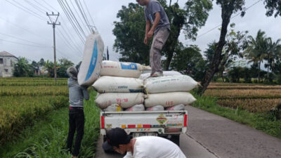 perkuat-ketahanan-pangan,-bulog-cianjur-targetkan-serapan-gabah-dan-beras-naik-–-times-banyuwangi
