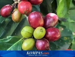 Kopi Langka dari Banyuwangi, Harta Karun di Lereng Gunung Raung