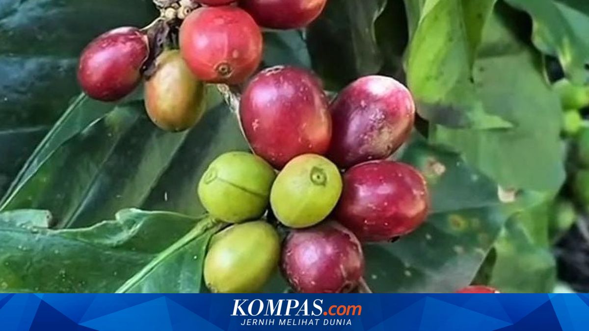 kopi-langka-dari-banyuwangi,-harta-karun-di-lereng-gunung-raung
