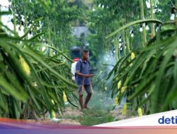 Petani Buah Naga Banyuwangi Naik Kelas Berkat Klasterku Hidupku BRI