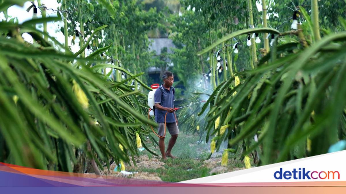 petani-buah-naga-banyuwangi-naik-kelas-berkat-klasterku-hidupku-bri