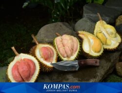 Durian Merah Banyuwangi: Dulu Dibuang, Kini Diidamkan