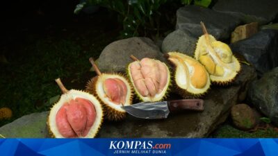 durian-merah-banyuwangi:-dulu-dibuang,-kini-diidamkan