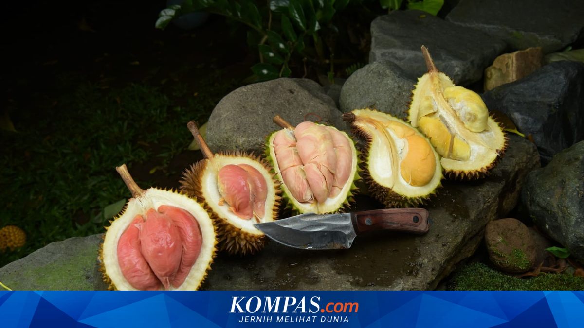 durian-merah-banyuwangi:-dulu-dibuang,-kini-diidamkan
