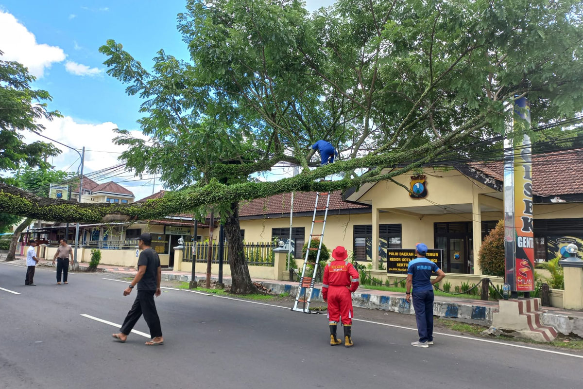 kantor-polsek-genteng-banyuwangi-nyaris-tertimpa-pohon-trembesi-tumbang-–-times-banyuwangi