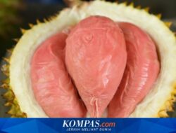 Durian Merah Banyuwangi: Sensasi Eksklusif Buah Langka yang Kini Diakui Negara