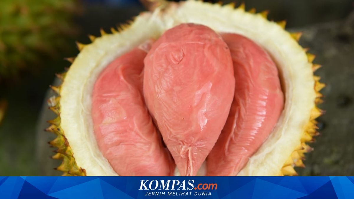 durian-merah-banyuwangi:-sensasi-eksklusif-buah-langka-yang-kini-diakui-negara