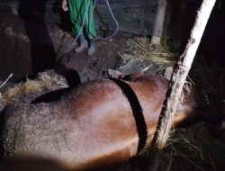 BUMDes Bengkak Kembali Dihantam Musibah : Sapi Program Ketahanan Pangan Rp28 Juta Mati Mendadak