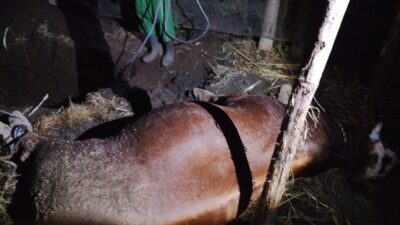 bumdes-bengkak-kembali-dihantam-musibah-:-sapi-program-ketahanan-pangan-rp28-juta-mati-mendadak