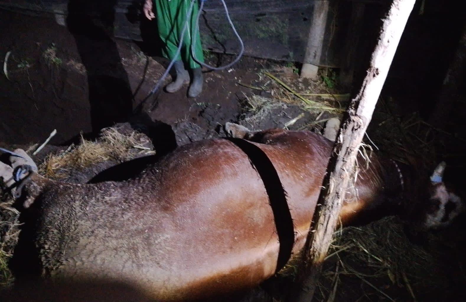 bumdes-bengkak-kembali-dihantam-musibah-:-sapi-program-ketahanan-pangan-rp28-juta-mati-mendadak