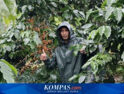 Modal Otodidak, Petani Kopi Kalibaru Banyuwangi Berhasil Tanam Kopi Langka dan Banjir Pesanan