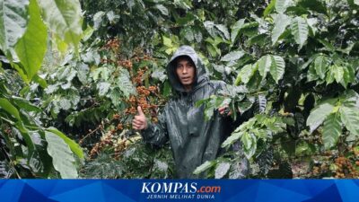 modal-otodidak,-petani-kopi-kalibaru-banyuwangi-berhasil-tanam-kopi-langka-dan-banjir-pesanan
