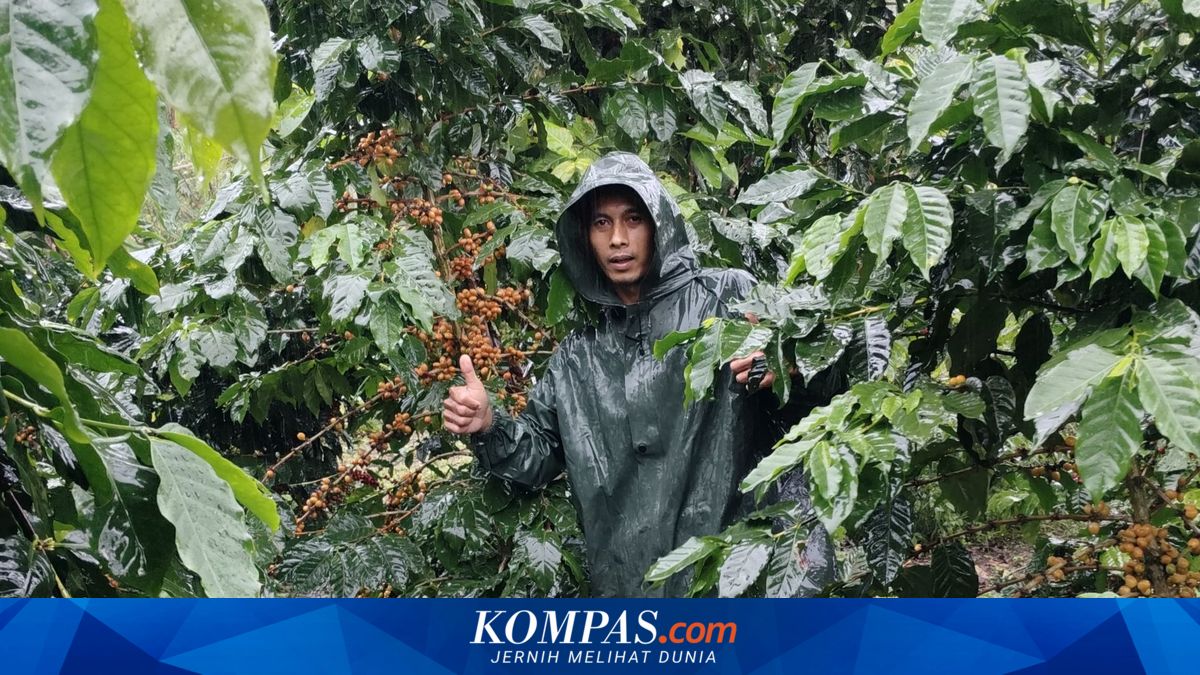 modal-otodidak,-petani-kopi-kalibaru-banyuwangi-berhasil-tanam-kopi-langka-dan-banjir-pesanan