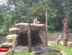 Bandung Zoo Diselamatkan, Pemerintah Pusat dan Daerah Berbagi Peran – TIMES Banyuwangi