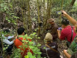 Kamera Trap Ungkap Jejak Satwa Dilindungi di Hutan Kota Trenggalek, Landak Jawa hingga Monyet Terekam