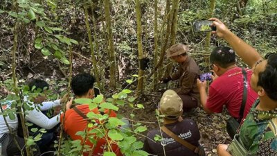 kamera-trap-ungkap-jejak-satwa-dilindungi-di-hutan-kota-trenggalek,-landak-jawa-hingga-monyet-terekam