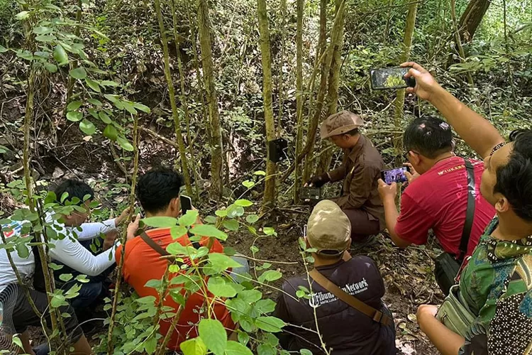 kamera-trap-ungkap-jejak-satwa-dilindungi-di-hutan-kota-trenggalek,-landak-jawa-hingga-monyet-terekam
