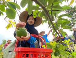 Alpukat Situbondo Jadi Pintu Masuk Diplomasi Ekonomi dengan Brunei Darussalam – TIMES Banyuwangi