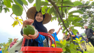 alpukat-situbondo-jadi-pintu-masuk-diplomasi-ekonomi-dengan-brunei-darussalam-–-times-banyuwangi
