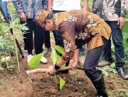 Pemkab Banyuwangi dan PTPN I Tanam 20 Ribu Pohon di Kebun Sumberjambe Pesanggaran, Mitigasi Banjir