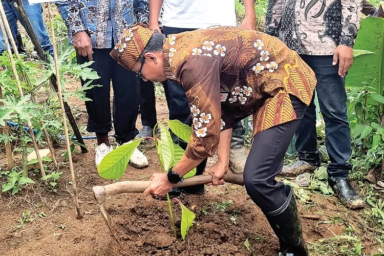 pemkab-banyuwangi-dan-ptpn-i-tanam-20-ribu-pohon-di-kebun-sumberjambe-pesanggaran,-mitigasi-banjir