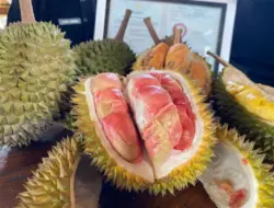 Penasaran Rasa Durian Merah Banyuwangi, Ini Masa Panen dan Lokasi Penjualannya