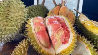 penasaran-rasa-durian-merah-banyuwangi,-ini-masa-panen-dan-lokasi-penjualannya