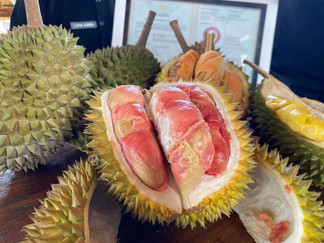 penasaran-rasa-durian-merah-banyuwangi,-ini-masa-panen-dan-lokasi-penjualannya