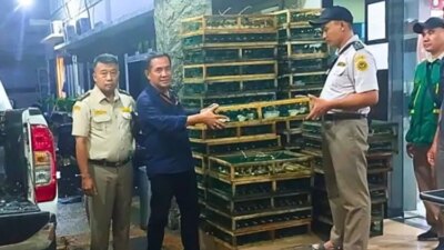 ribuan-burung-madu-pengantin-diselundupkan-ke-surabaya-digagalkan-polisi,-292-ekor-mati-saat-pengiriman