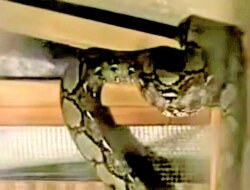 Ular Piton Masuk Kandang Ayam di Kertosari Banyuwangi, Satu Ekor Dimangsa, Damkarmat Turun Tangan