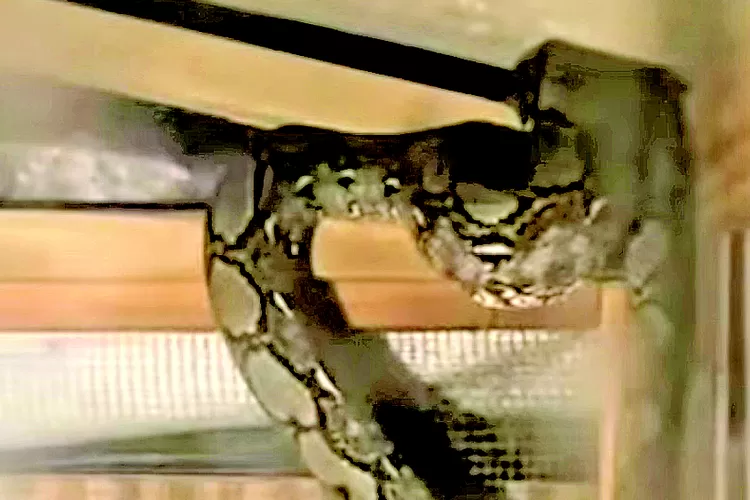 ular-piton-masuk-kandang-ayam-di-kertosari-banyuwangi,-satu-ekor-dimangsa,-damkarmat-turun-tangan