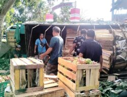 Truk Colt Diesel Muatan 6 Ton Buah Naga Terguling di Simpang Tiga Kaliploso Cluring Banyuwangi, Kerugian Rp 15 Juta