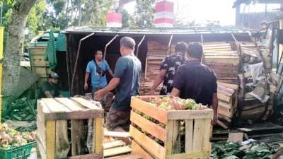 truk-colt-diesel-muatan-6-ton-buah-naga-terguling-di-simpang-tiga-kaliploso-cluring-banyuwangi,-kerugian-rp-15-juta