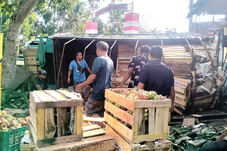 truk-colt-diesel-muatan-6-ton-buah-naga-terguling-di-simpang-tiga-kaliploso-cluring-banyuwangi,-kerugian-rp-15-juta