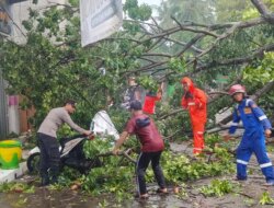 Hujan Lebat Terjang Banyuwangi, Pohon Tumbang Timpa Mobil dan Motor di Jalan Kepiting