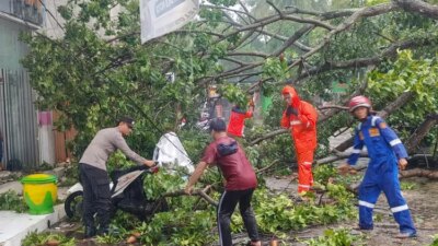 hujan-lebat-terjang-banyuwangi,-pohon-tumbang-timpa-mobil-dan-motor-di-jalan-kepiting