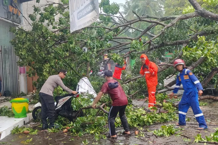 hujan-lebat-terjang-banyuwangi,-pohon-tumbang-timpa-mobil-dan-motor-di-jalan-kepiting