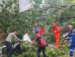Hujan Lebat dan Angin Kencang di Banyuwangi, Pohon Tumbang Timpa Avanza dan N-Max di Jalan Kepiting
