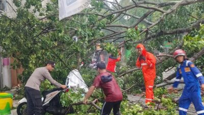 hujan-lebat-dan-angin-kencang-di-banyuwangi,-pohon-tumbang-timpa-avanza-dan-n-max-di-jalan-kepiting
