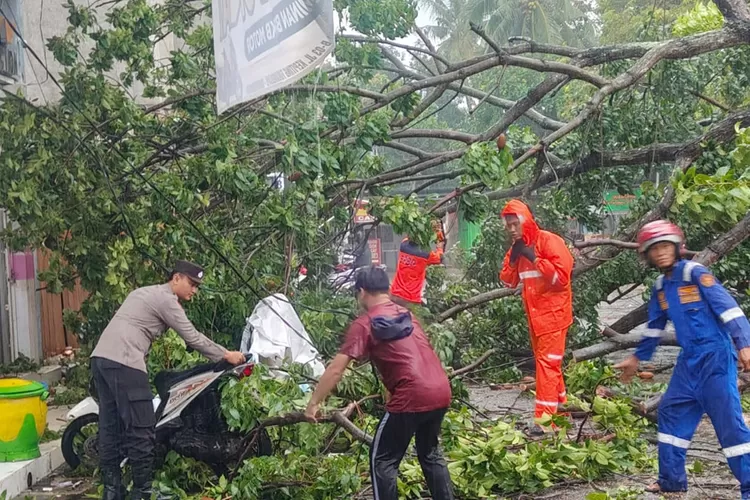hujan-lebat-dan-angin-kencang-di-banyuwangi,-pohon-tumbang-timpa-avanza-dan-n-max-di-jalan-kepiting