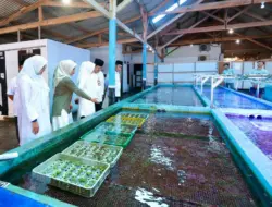 Koral Hias Hasil Budidaya Banyuwangi Tembus Pasar Asia, Eropa hingga Amerika