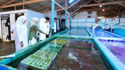 koral-hias-hasil-budidaya-banyuwangi-tembus-pasar-asia,-eropa-hingga-amerika