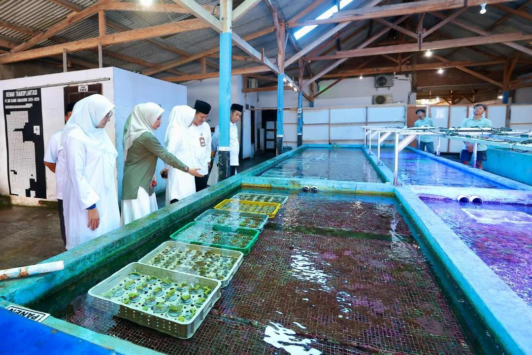 koral-hias-hasil-budidaya-banyuwangi-tembus-pasar-asia,-eropa-hingga-amerika