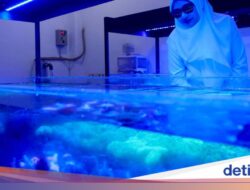 Ekspor Koral Hias Banyuwangi Tembus Tiga Benua