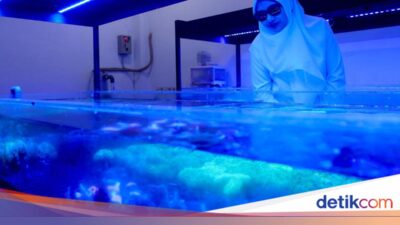 ekspor-koral-hias-banyuwangi-tembus-tiga-benua