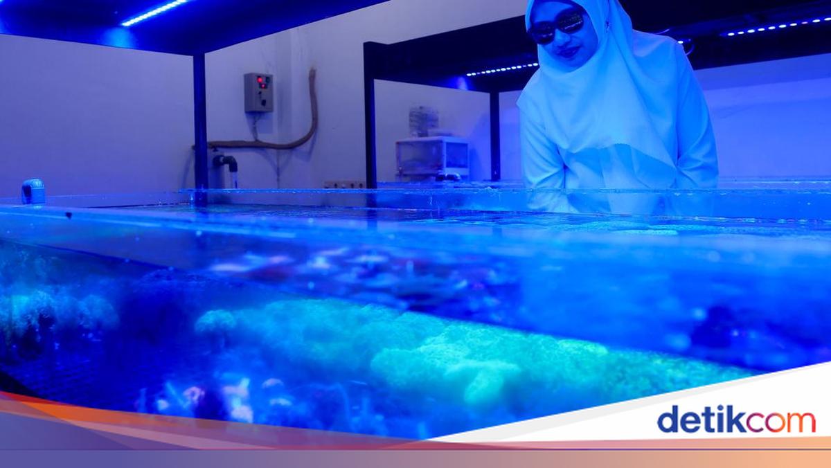 ekspor-koral-hias-banyuwangi-tembus-tiga-benua