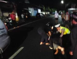Kecelakaan Tunggal di Jalan Raya Blambangan Muncar, Pengendara Honda Beat Tak Sadar Usai Hantam Jalan Berlubang